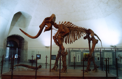 L'Aquila - Mammut